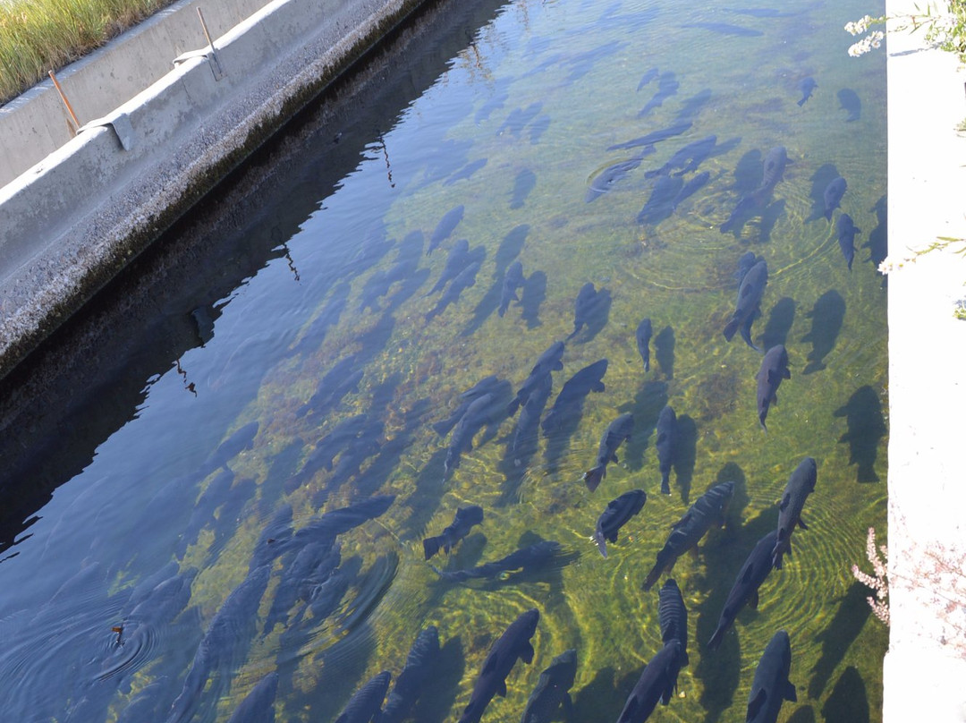 Hot Creek Fish Hatchery景点图片