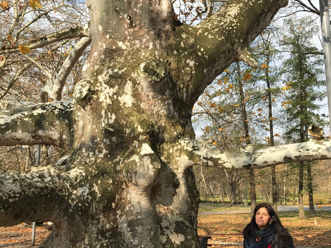 London plane tree-贝尔格莱德必去景点