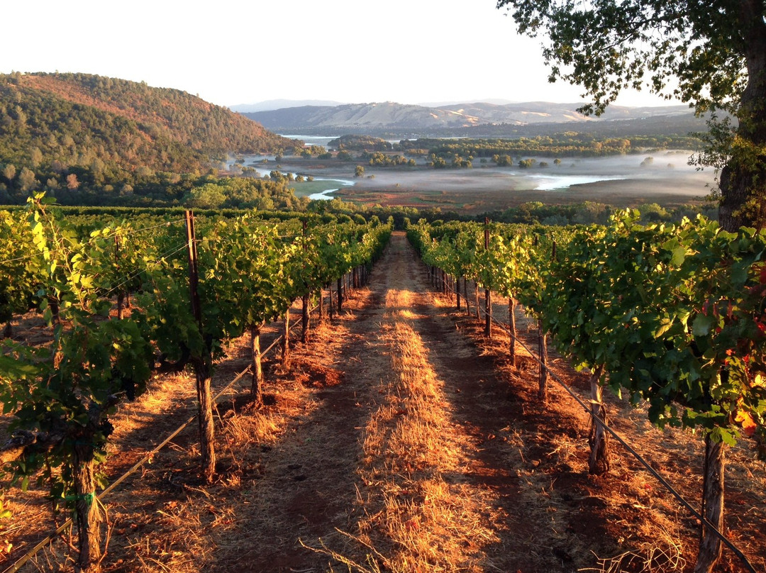 Vigilance Vineyards & Winery景点图片