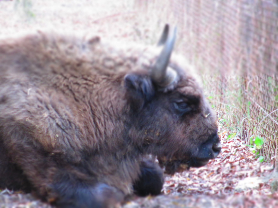 Padurea Domneasca-Glodeni必去景点