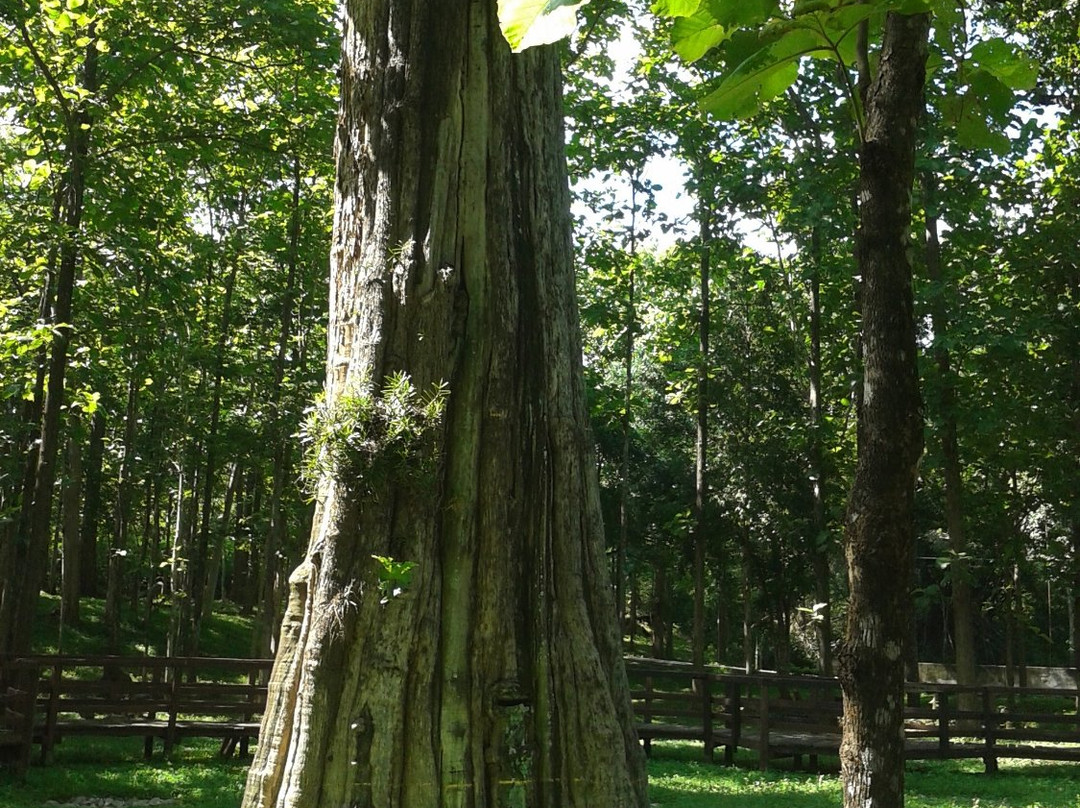 Sak Yai Forest Park景点图片