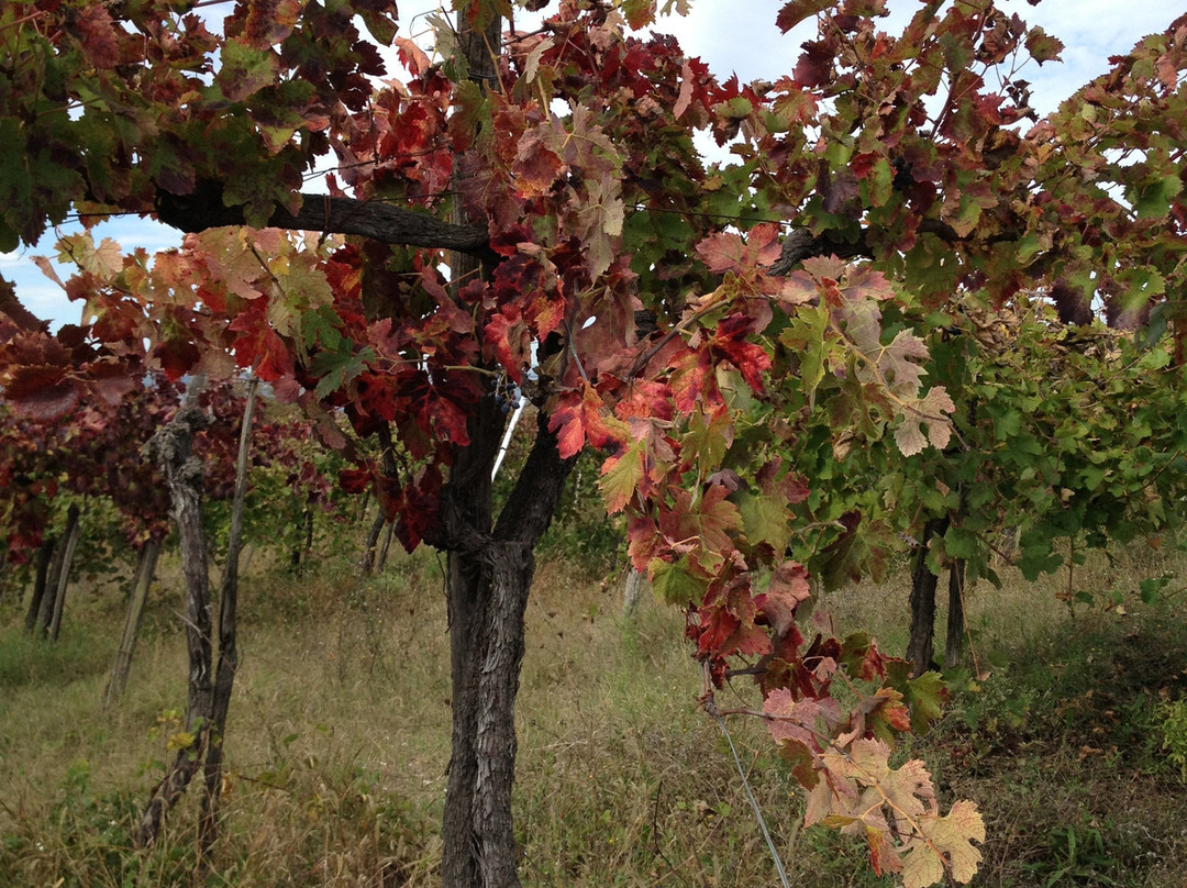 Rossovermiglio-Paduli必去景点