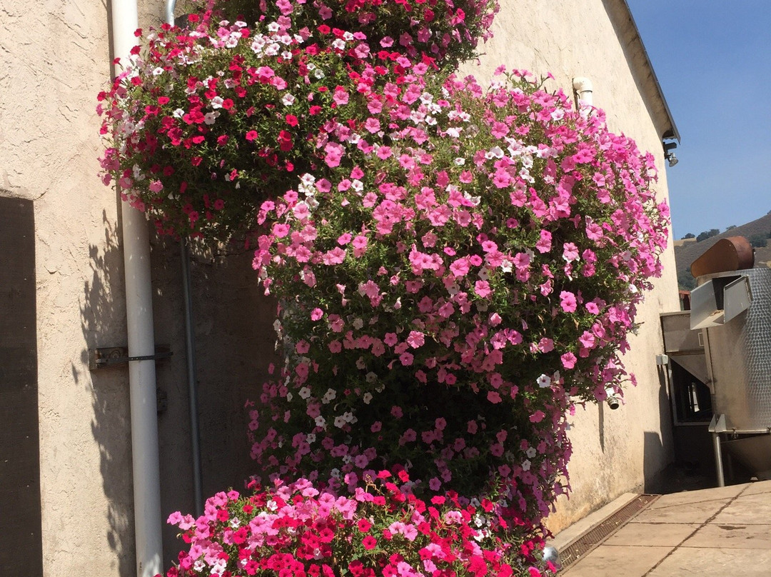 Kirigin Cellars Winery-吉尔罗伊必去景点