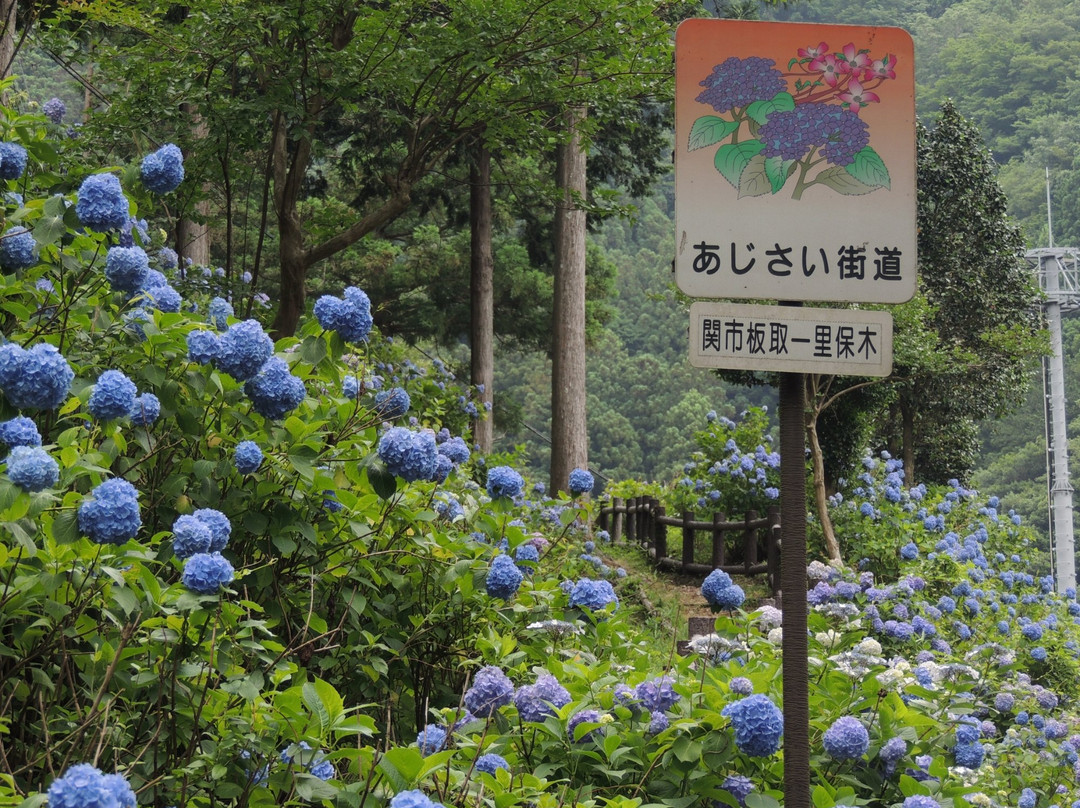 Ajisai Road-关市必去景点