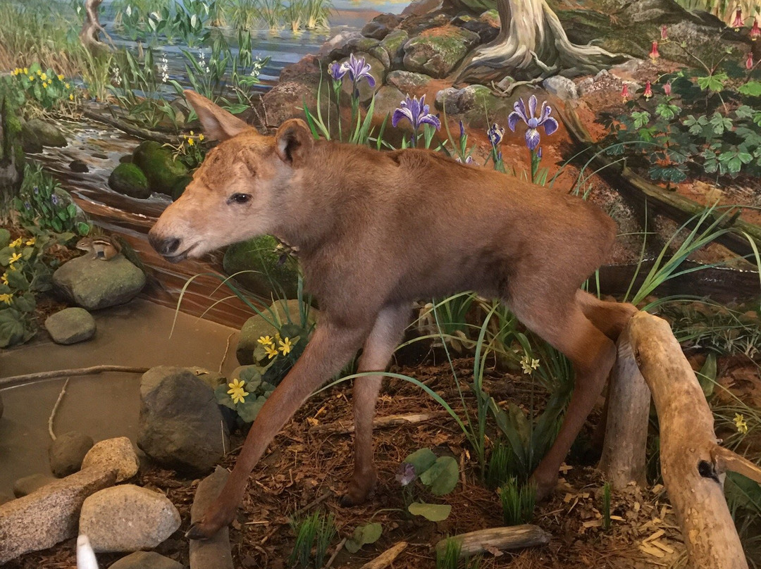 Chik-Wauk Museum and Nature Center-大马雷必去景点