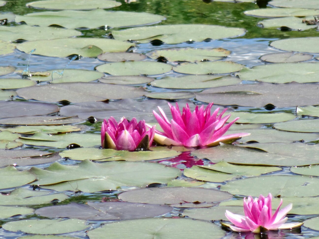 Naturschwimmteich Jagerberg-Jagerberg必去景点