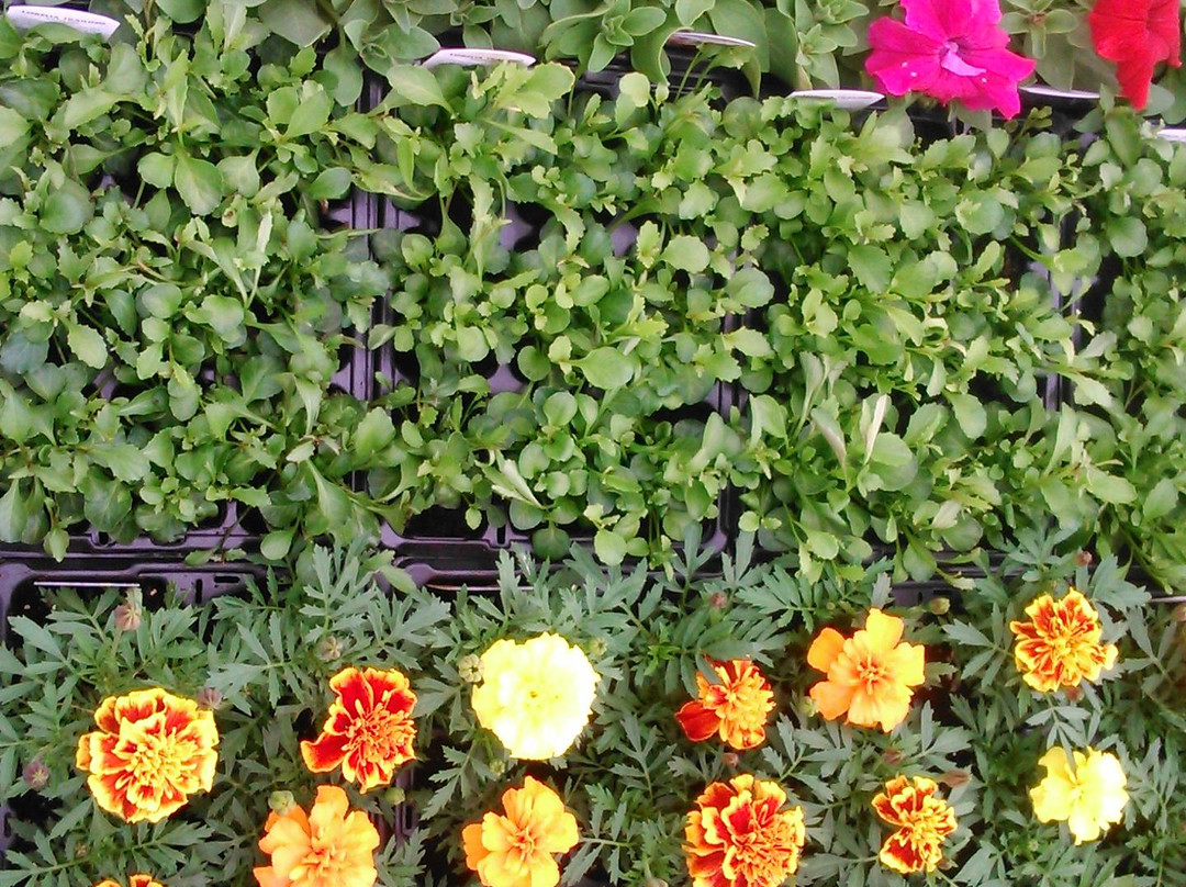 Hollies Farm Plant Centre-Bonsall必去景点