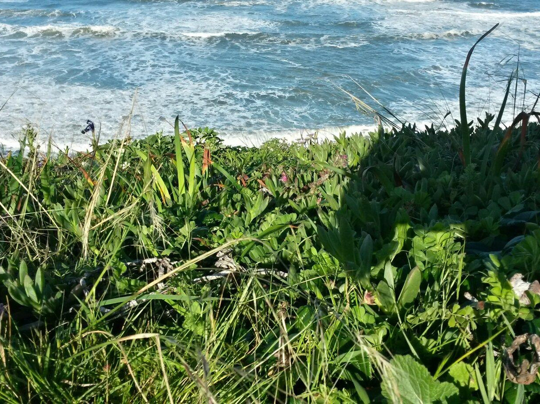 Mavericks Beach-半月湾必去景点