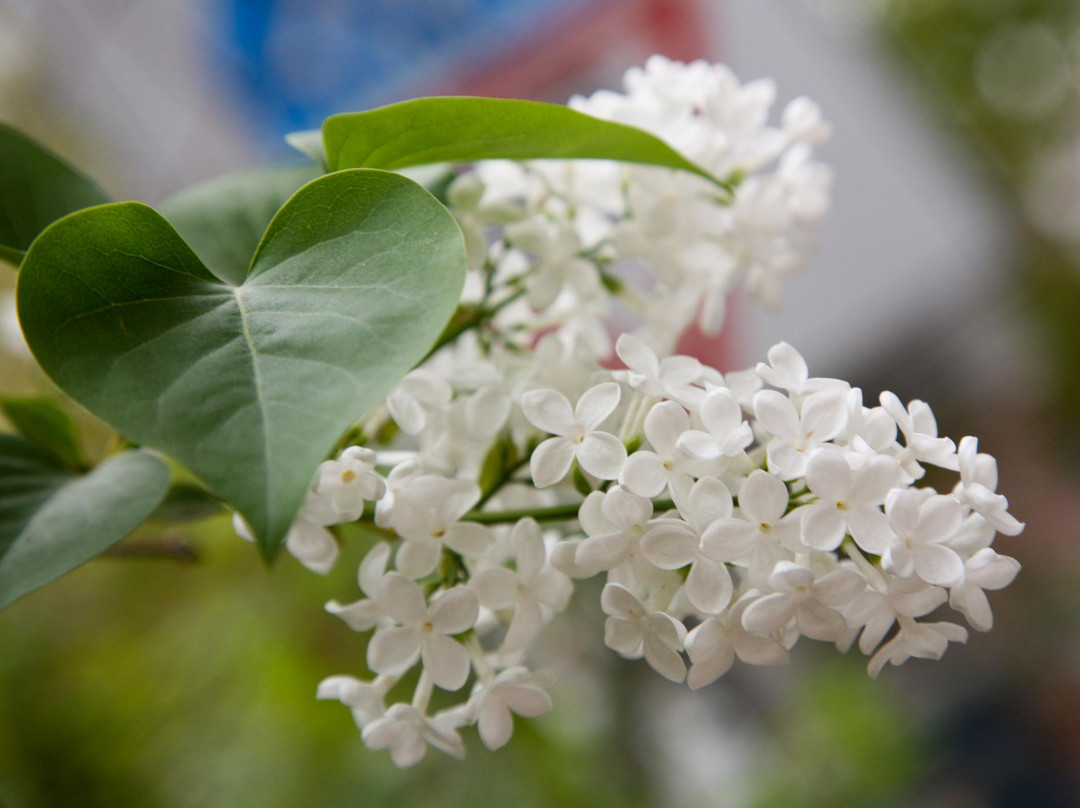 Haeyeorim Botanical Garden-骊州郡必去景点