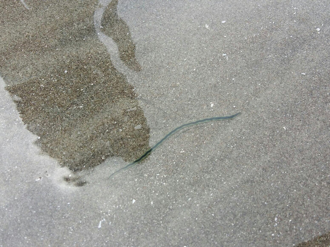 Playa  Punta Chame景点图片
