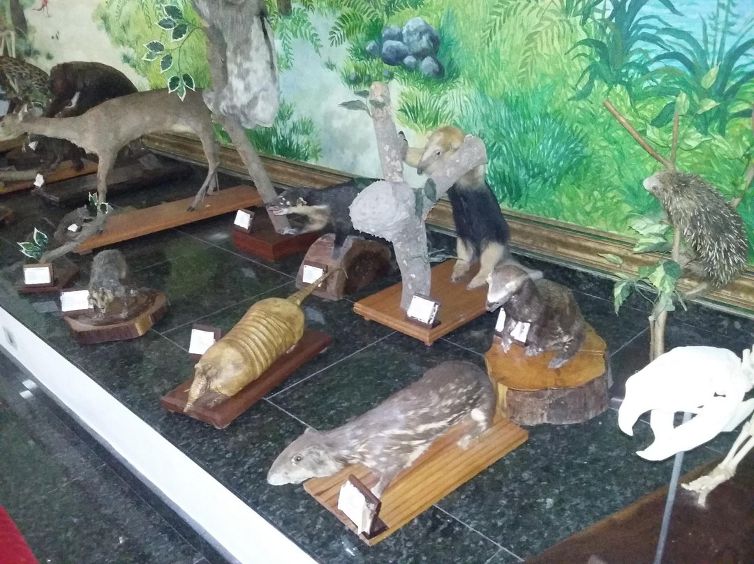 Natural History Academic Museum-Juiz de Fora必去景点