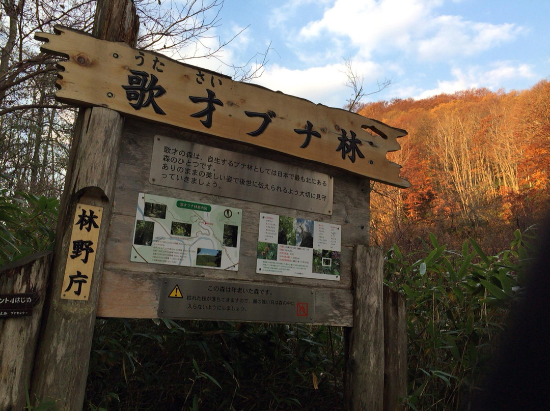 Utasai Beech Forests-黑松内町必去景点
