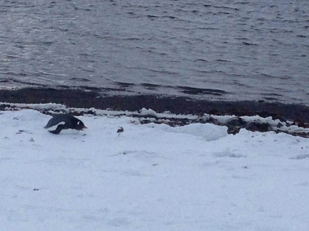 Fortuna Bay-南乔治亚岛必去景点