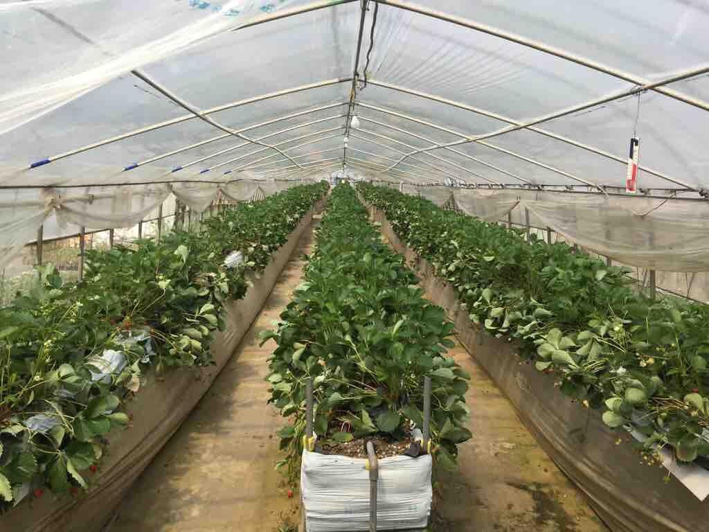 Iijima Farm-三浦市必去景点