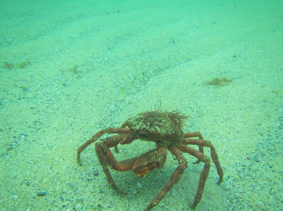 Wavecrest Scuba-纽奎必去景点