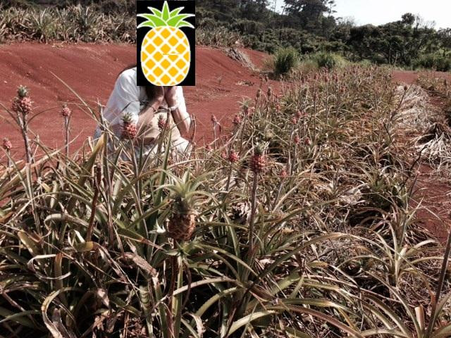 Akamine Pineapple Garden景点图片