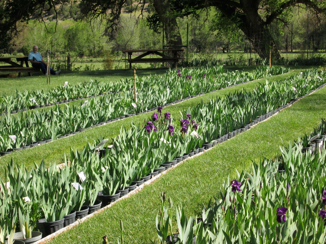 Hondo Iris Farm and Gallery景点图片