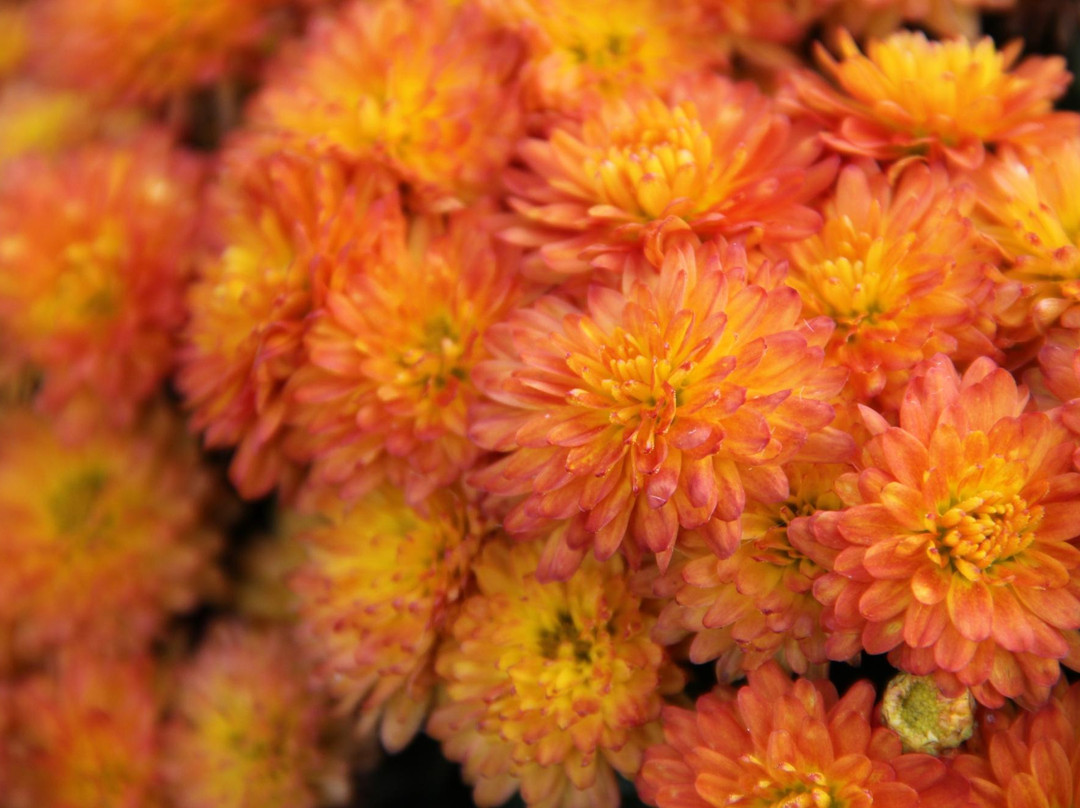 Grandaddy's Farm-Estill Springs必去景点