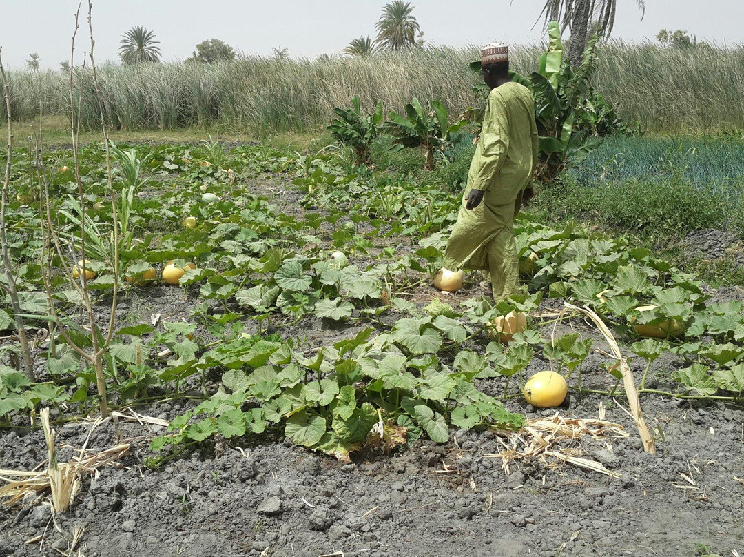 Birni Quarter-Zinder必去景点