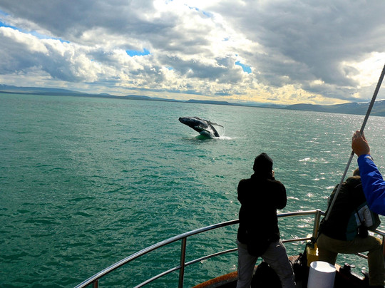 Salka Whale Watching-胡萨维克必去景点