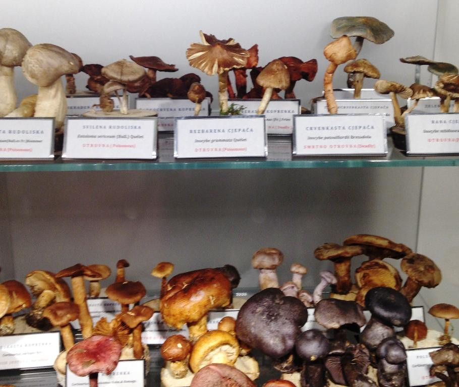 Mushroom Museum-萨格勒布必去景点