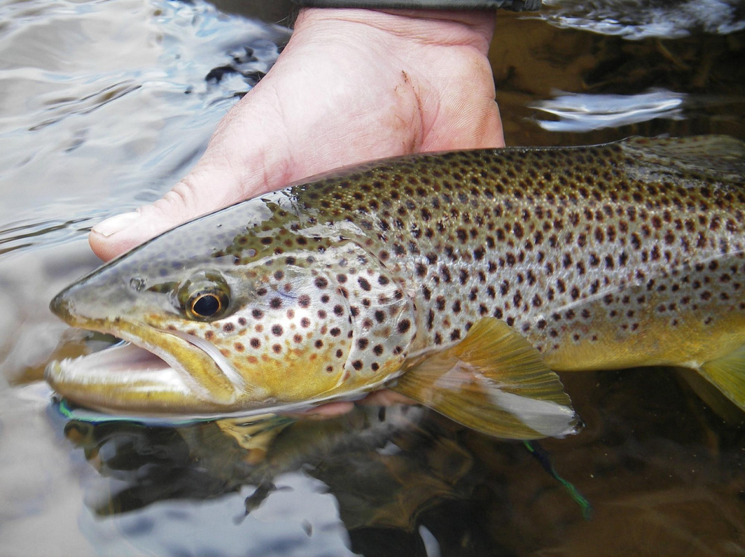 The Durham Fly Fishing Company-达勒姆必去景点