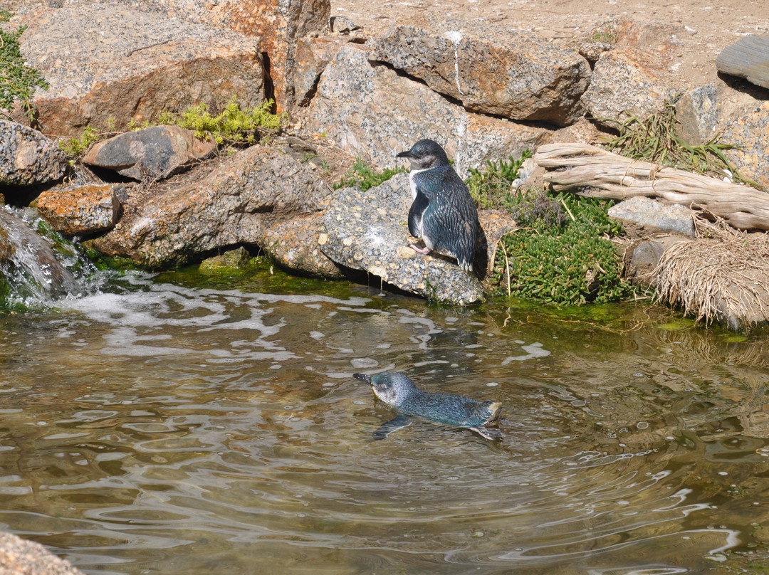Penguin Centre-维克多港必去景点