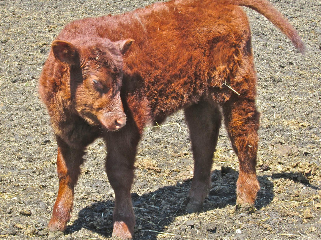 Kline Creek Farm-West Chicago必去景点