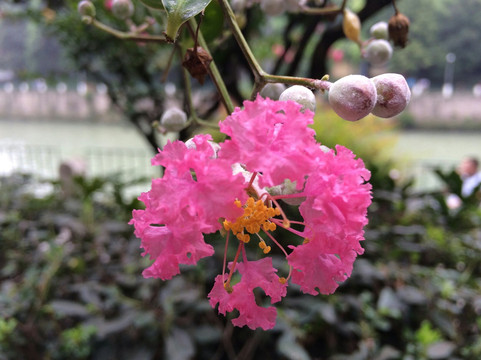 北湖公园-成都必去景点