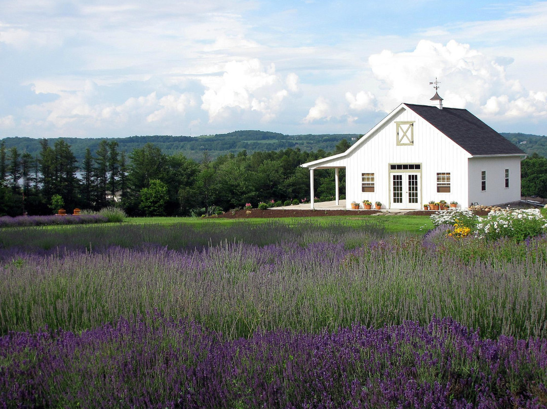 Lockwood Lavender Farm景点图片