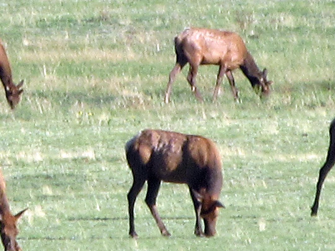 Horseshoe Park-落基山国家公园必去景点