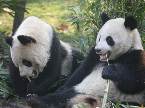 TravelChinaGuide的成都一日游-成都必去景点