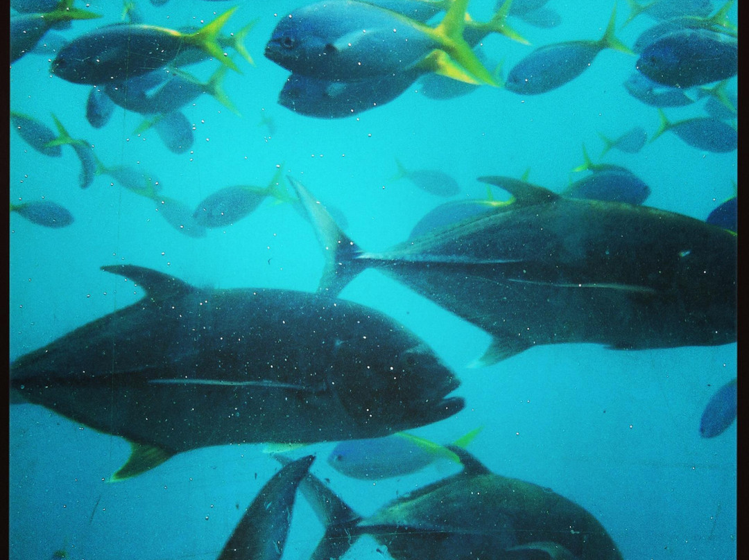 Sunlover Reef Cruises-凯恩斯必去景点