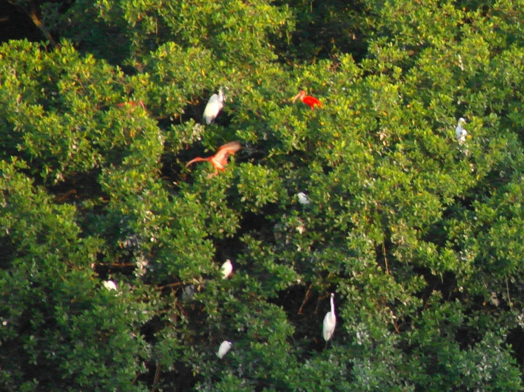 Caroni Lagoon National Park-特立尼达必去景点
