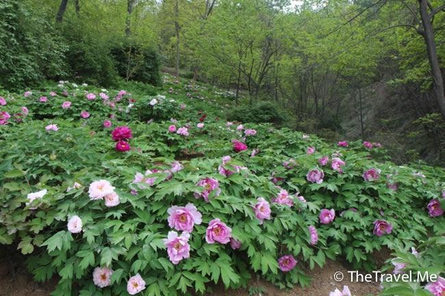 阿姑泉牡丹苑风景区-户县必去景点