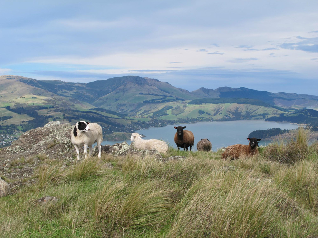 Eco Walks-基督城必去景点