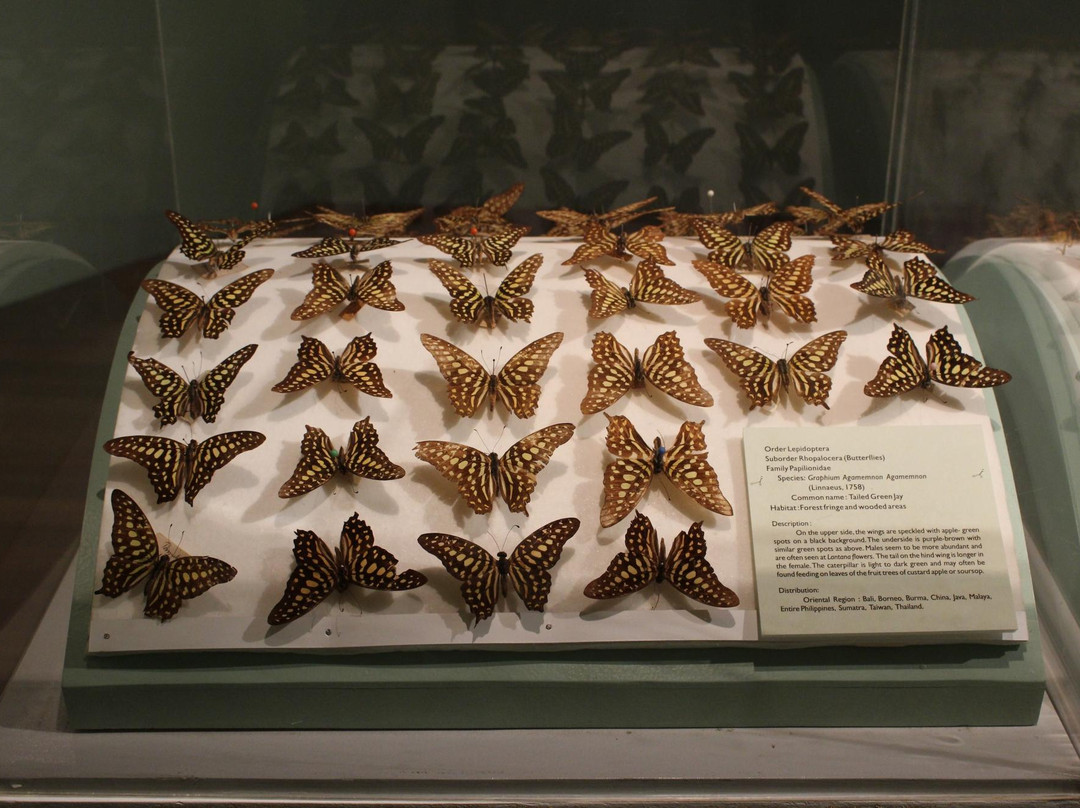 国家博物馆-马尼拉必去景点