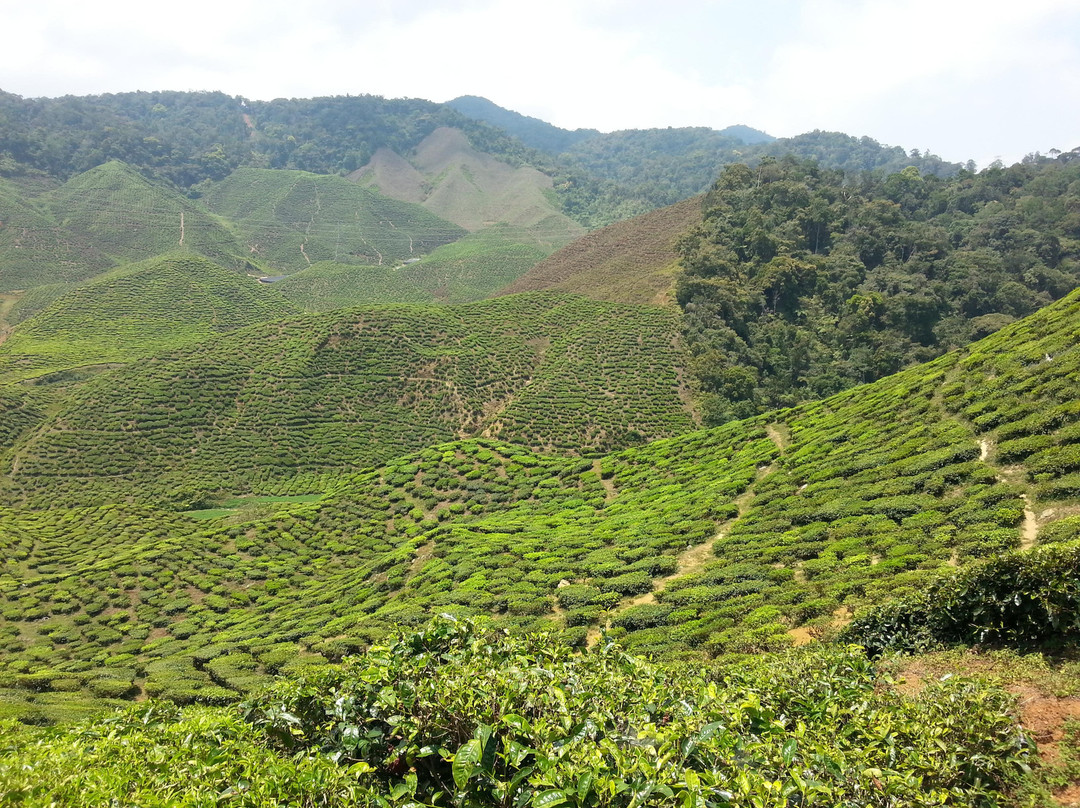 Cameron Bharat Tea Estate-丹那拉塔必去景点