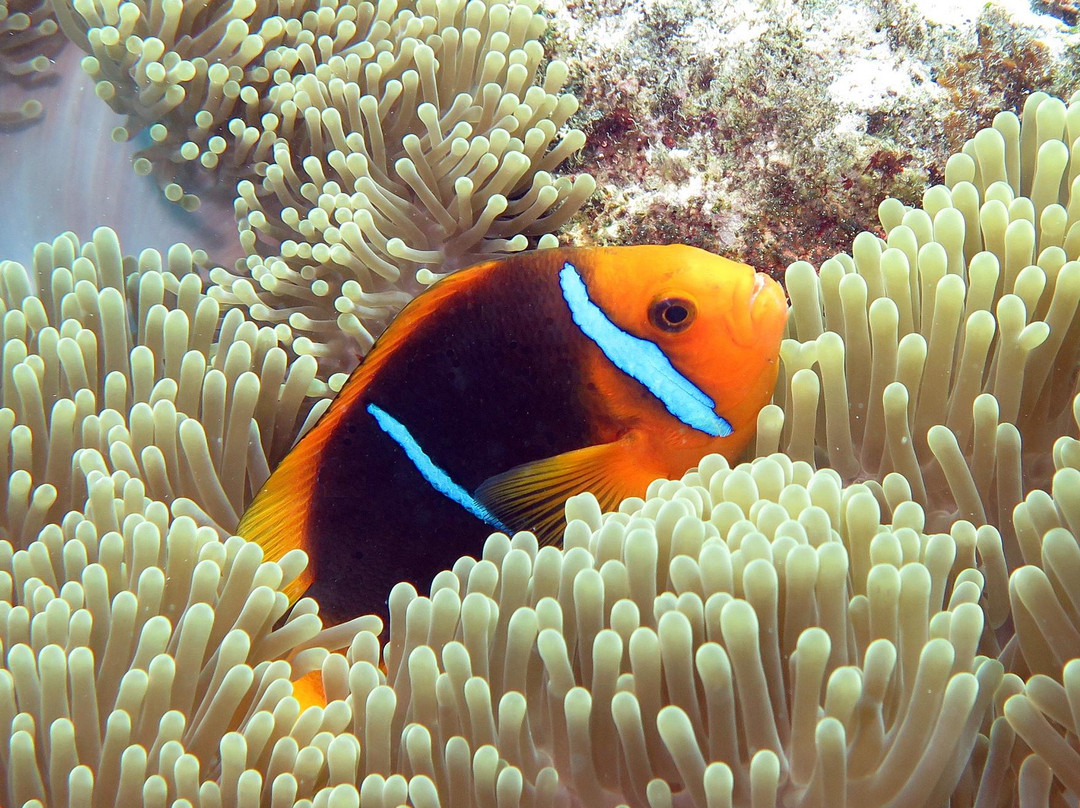 Top Dive, Bora Bora景点图片