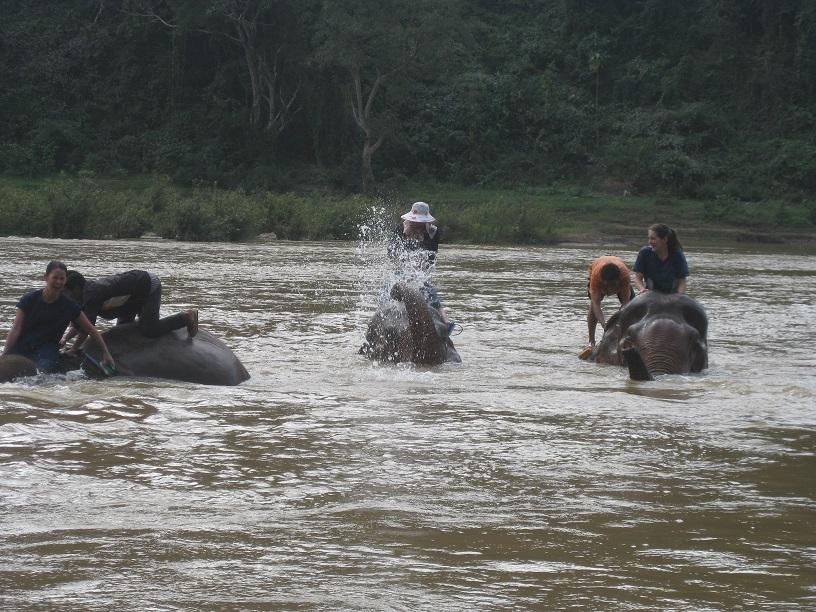All Lao Elephant Camp-琅勃拉邦必去景点