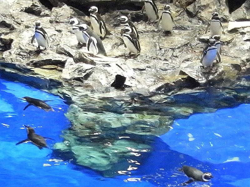 墨田水族馆-Oshiage必去景点
