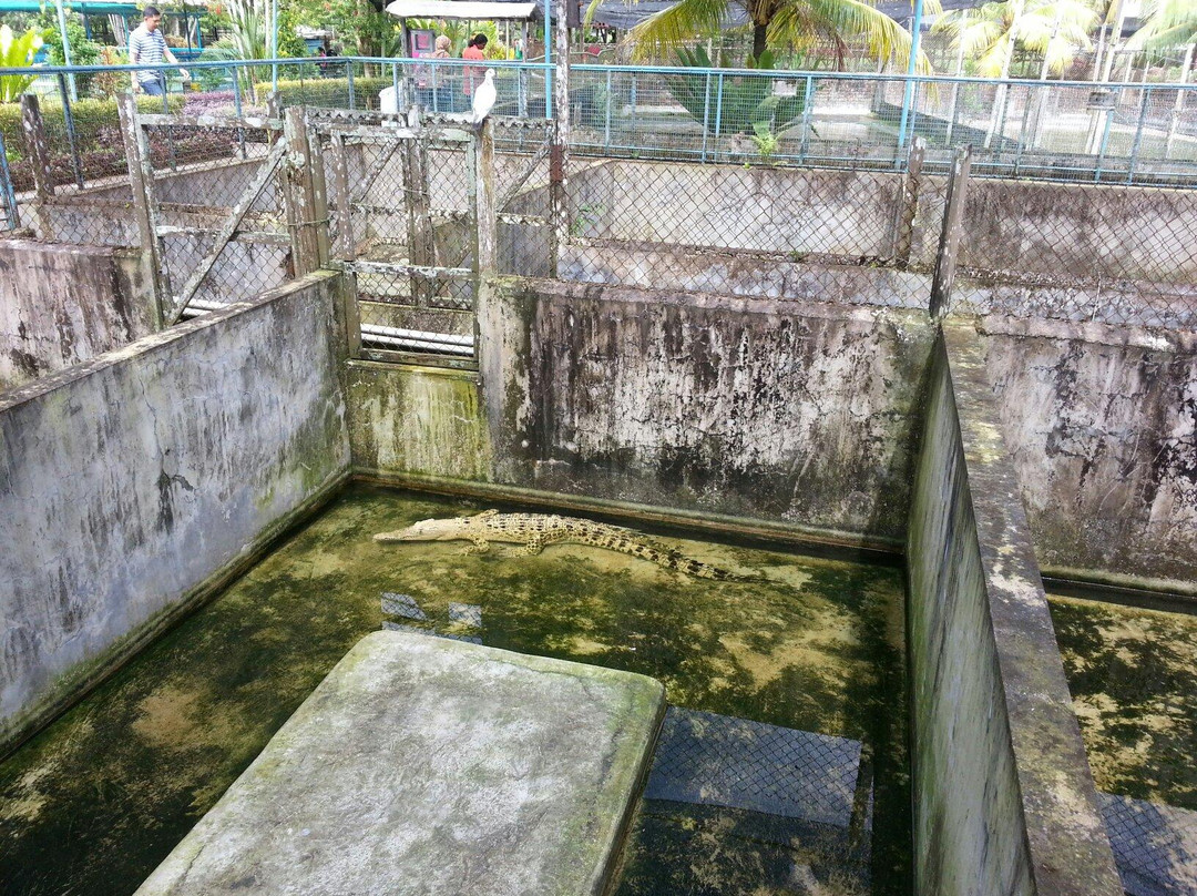 山打根鳄鱼养殖场-山打根必去景点