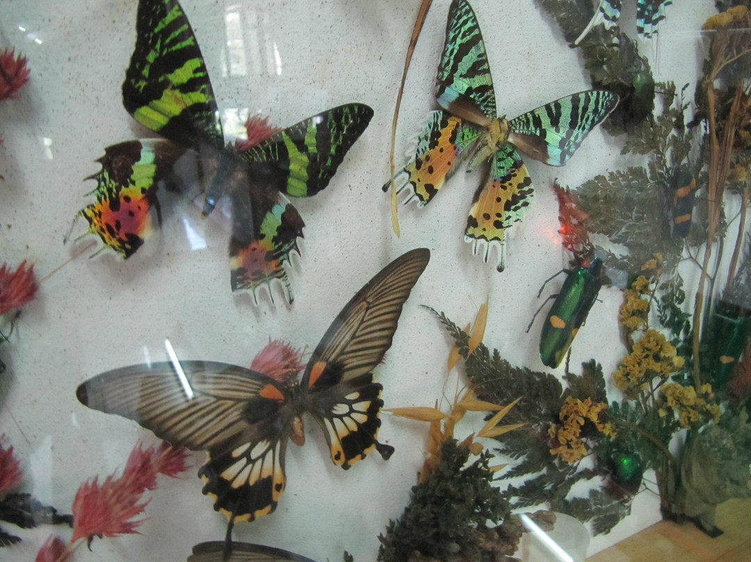 世界昆虫及自然奇观博物馆-清迈必去景点