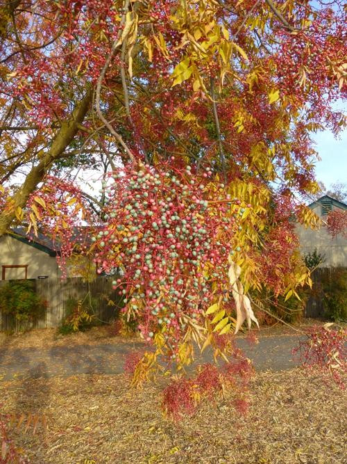 Davis Greenbelt-戴维斯必去景点