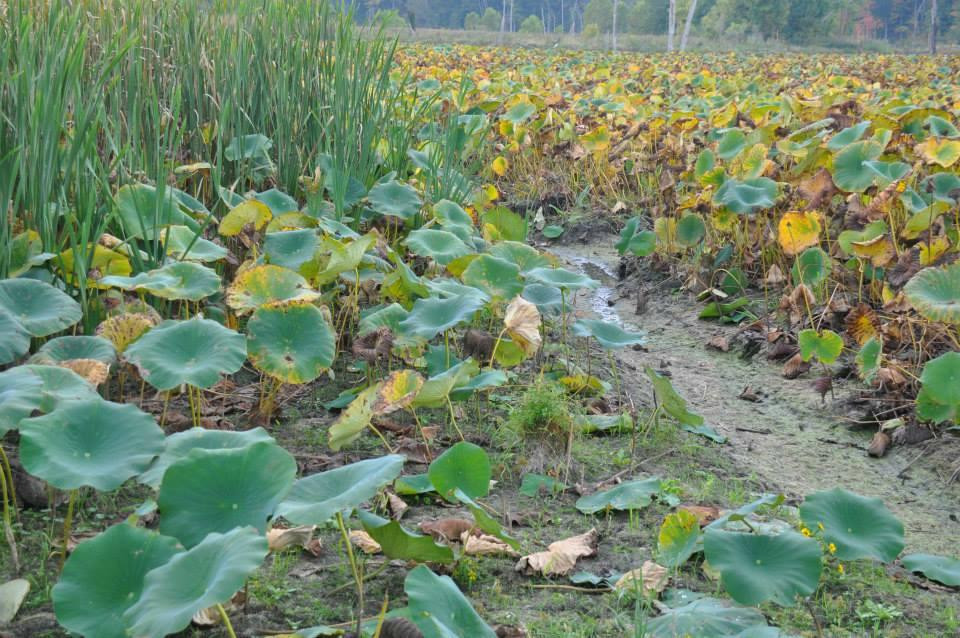 Heron County Park-Danville必去景点