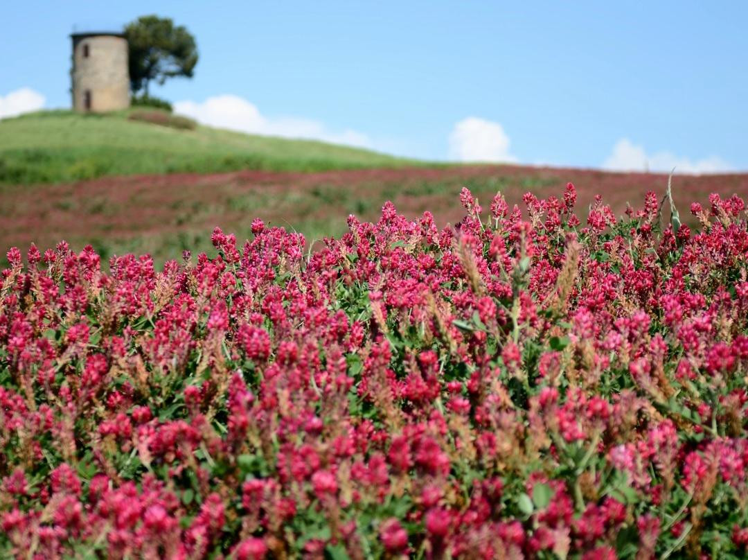 Bicipedi in Toscana - Day Tours-Guardistallo必去景点