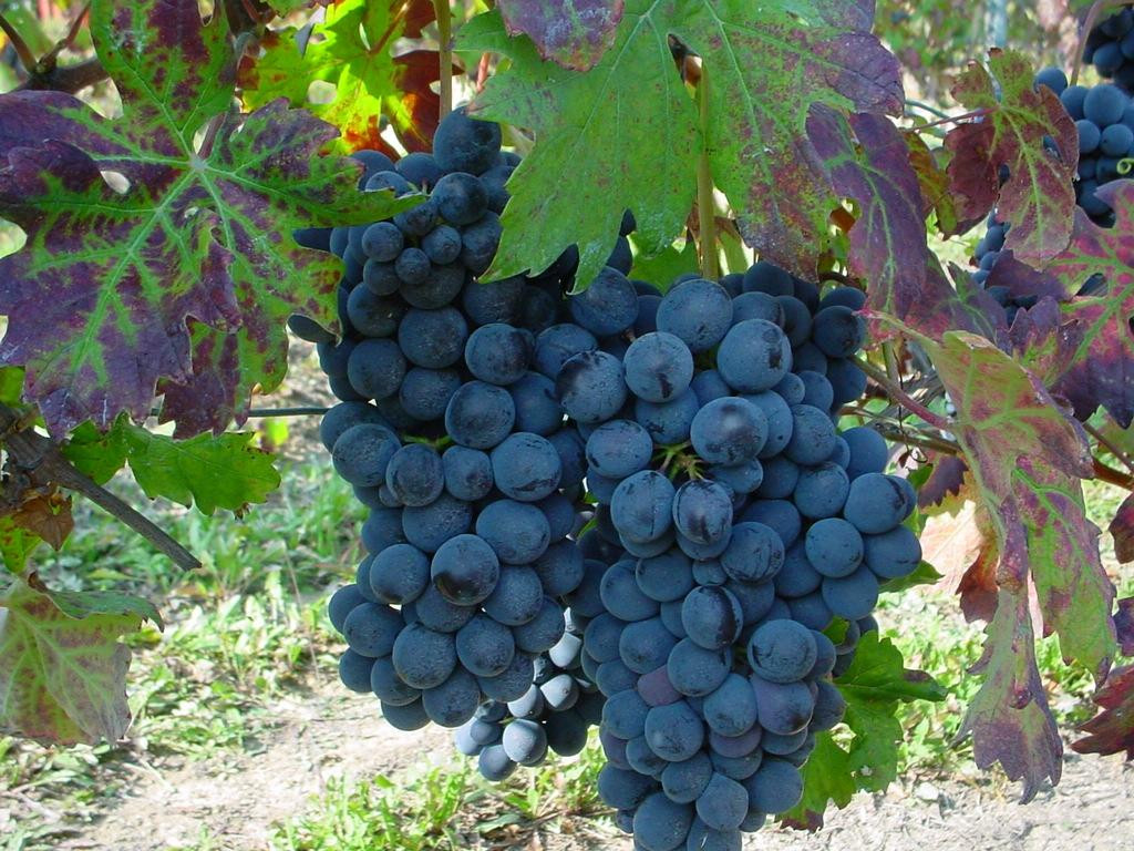 Azienda Agricola Franco Mondo景点图片