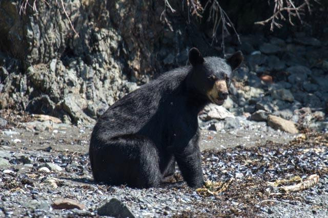St. Augustine's Sea Kayak And Day Tours-荷马必去景点
