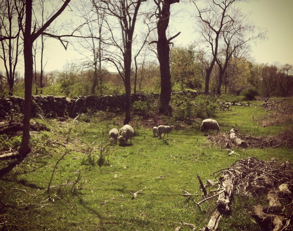 Coggeshall Farm Museum-布里斯托尔必去景点