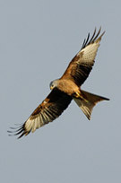 Argaty Red Kites-Doune必去景点